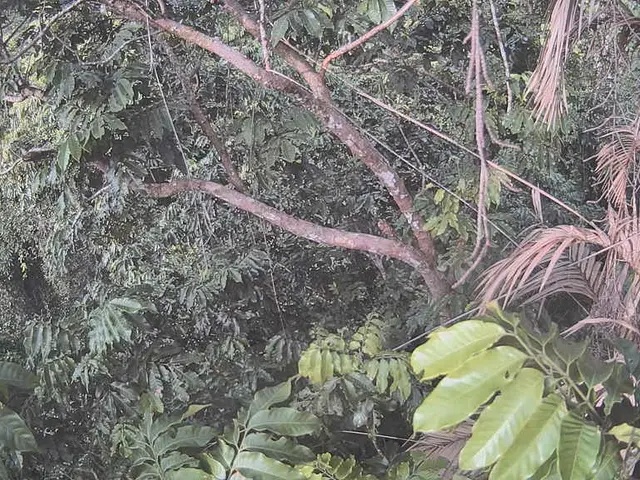 Tough and Adaptable Palm Tree: A Valuable Asset for Farmers - Offering Nutrition, Financial Gain,...