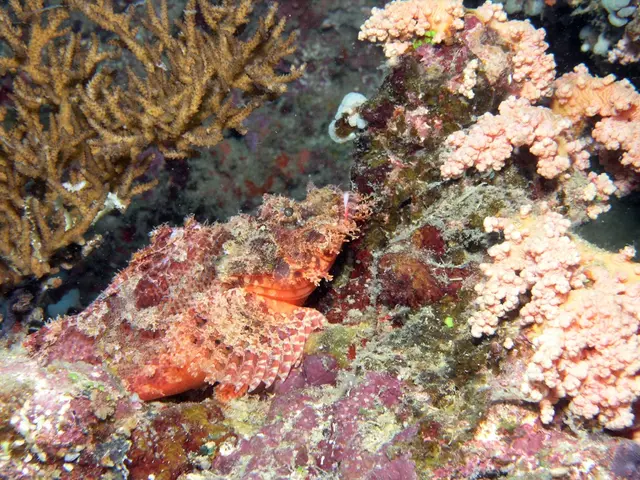 Skincare Elements from the Sea: Exploring Marine Ingredients Beyond Kelp and Sea Vegetation