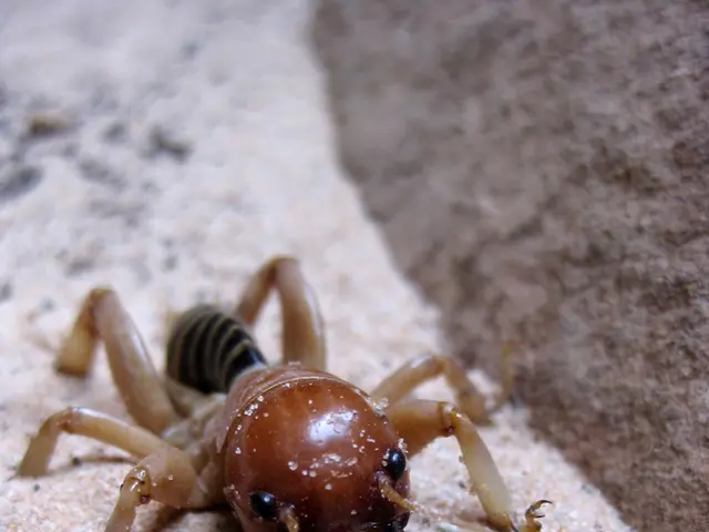 Homeowners in Phoenix Turn to Expert Pest Control Services for Relief