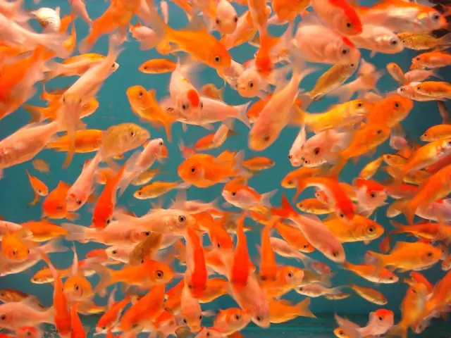 Danube River's Inhabitants: Examining the Response of Fish to the Nabada