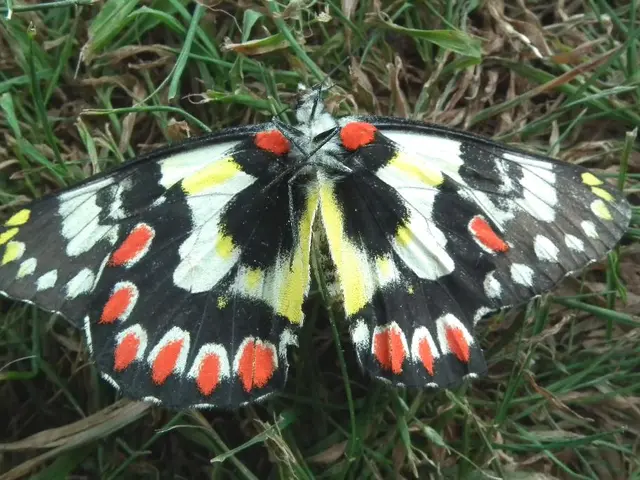 Nurturing butterfly and moth caterpillars with these specific plants enriches your garden for...