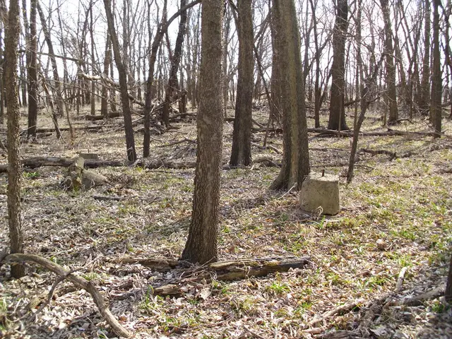 Plant Choices for Moist Soil: Recommended Evergreens to Consider