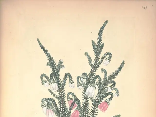 Enhancing Your Plant and Soil Growth with Epsom Salts