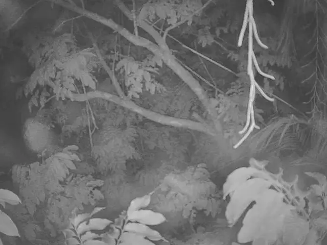 Planting Trees According to Birth Month: Recommended Species for Your GardenBased on Your Birthday