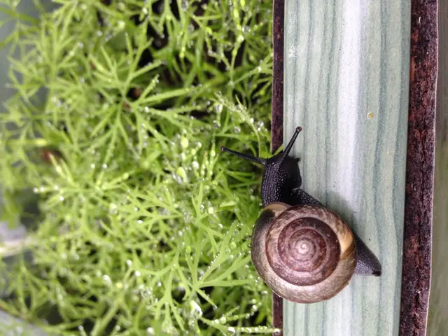 Strategies for Eliminating and Deterring Snails Without Endangering Your Flora, Fauna, or...