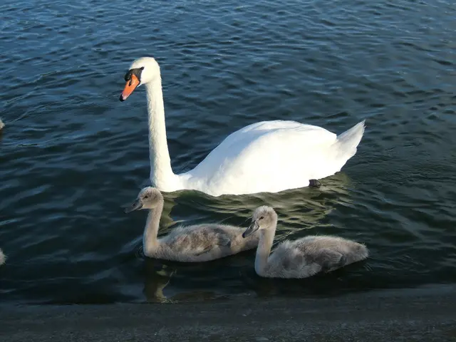 Bodyguard safeguarding the Sulzbach-Rosenberger Swan within municipal limits