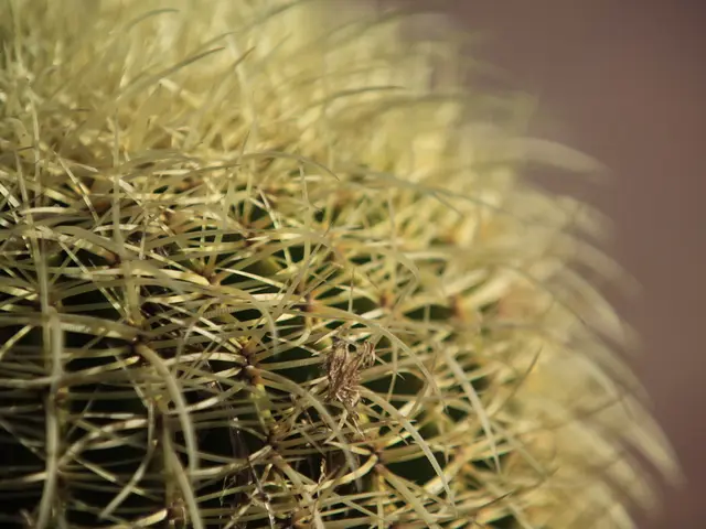 Techniques for Relocating a Tall Saguaro: Insider Advice for Achieving a Smooth Transfer