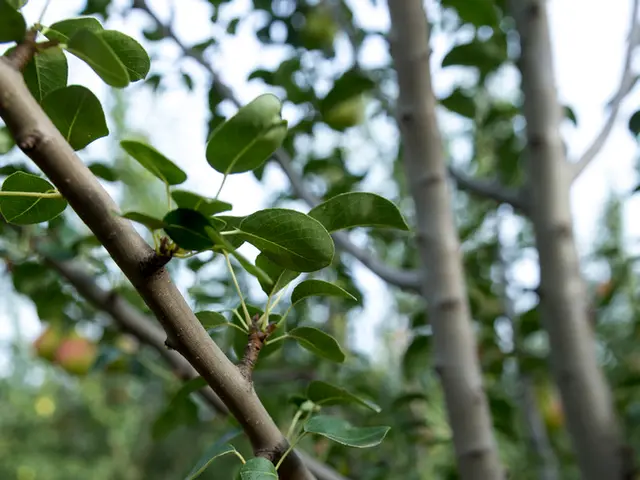 Optimal Apple Tree Planting Times in Ohio: A Seasonal Blueprint for Maximizing Growth