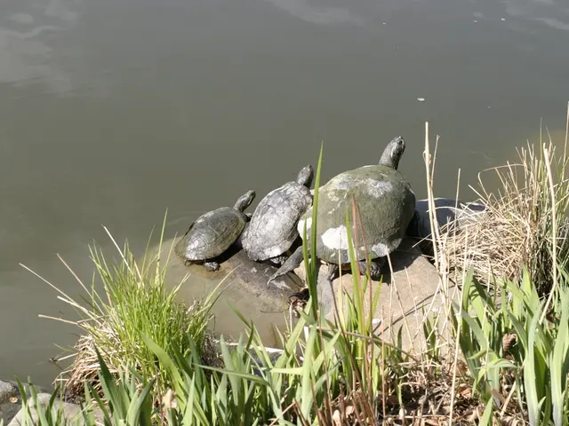 Identifying and Resolving Watering Problems in Basil: A Guide to Overwatering and Underwatering