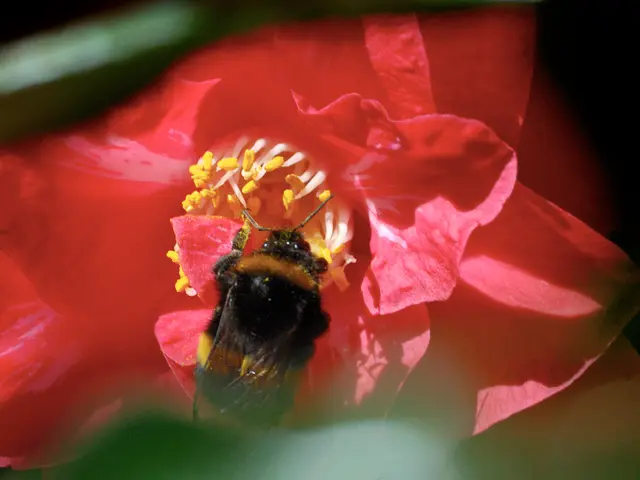 Common Orchid Leaf Ailments: Recognize and Treat Typical Problems