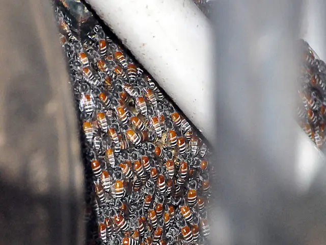 Bees residing at the Lenbach House: Honey production and preservation efforts