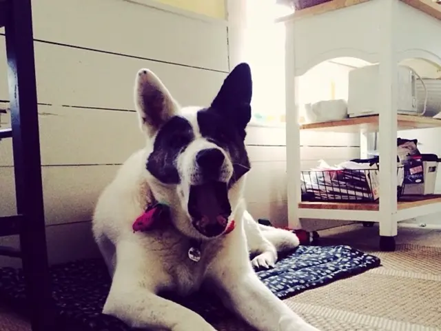 Assessing the Value of Ruggable: Does the Cost of Washable Rugs Justify Their Quality?