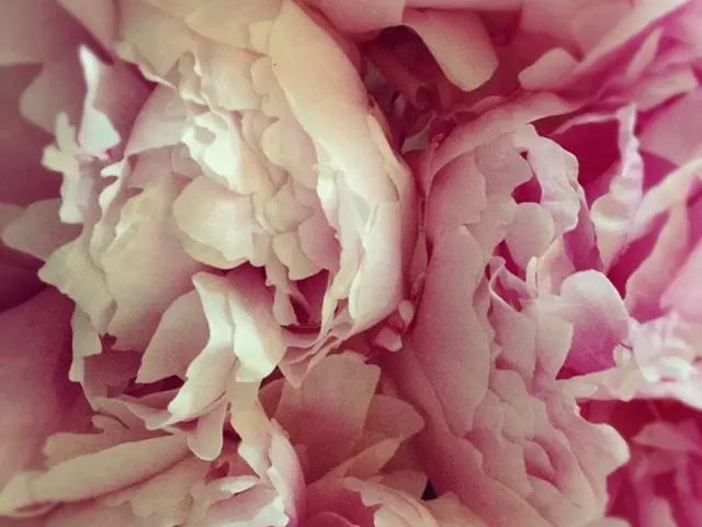 Costliest Blossom and Further Pricey Blooms That Will Drain Your Wallet