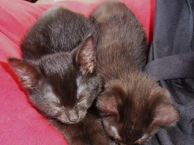 Nine Varieties of Siamese Cats, Ranging from Chocolate Point to Havana Brown