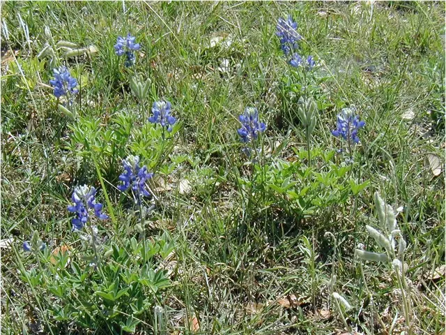 Transform Your Lawn into a Colorful Wildflower Field