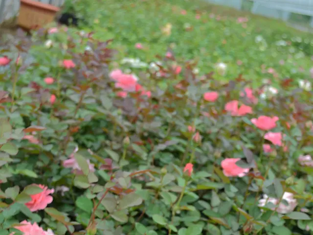 Weekend Highlights: Tunes, Dawn, Blooms