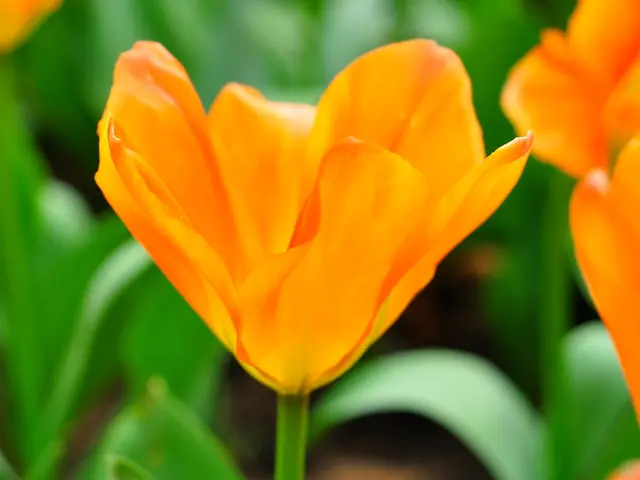 Over four million flowers to be planted for Flora 2025 initiative