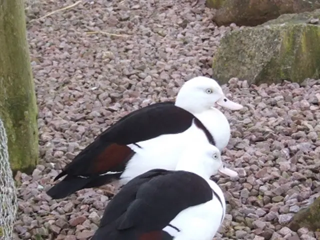 Alteration of the original: Nine innovative strategies for creating garden pathways