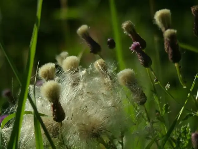 Initiating Sod Farm Production: A Step-by-Step Guide