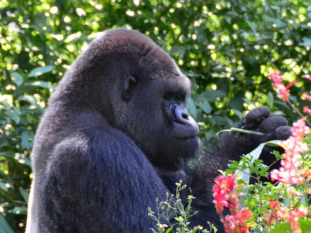 Heartwarming Introduction of Critically Endangered Newborn Mountain Gorilla at Colorado Zoolands