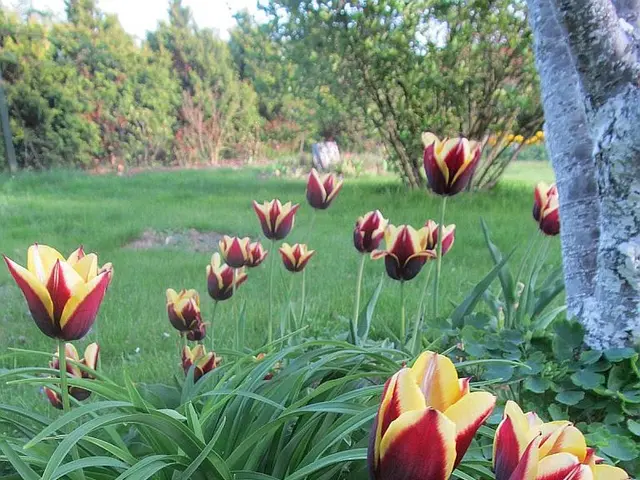 Concerned with Crunched Grass? Explore 8 Typical Types of Weeds - Additionally, Strategies to...