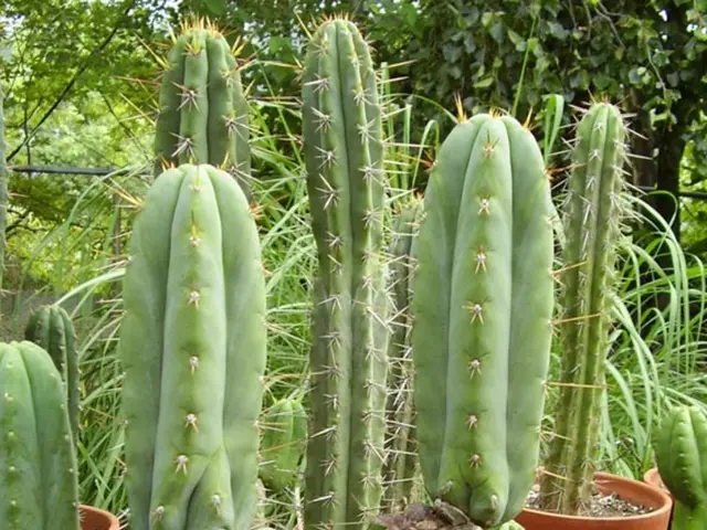 Guide to Nurturing Succulents: A Comprehensive Description of Cactus Maintenance