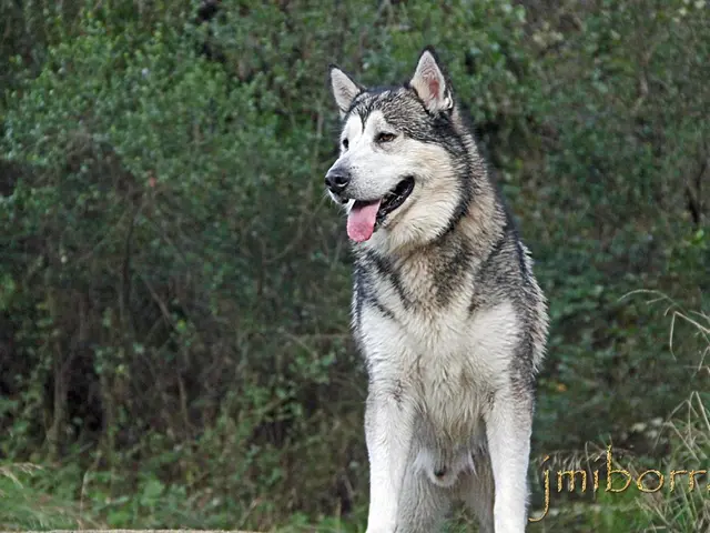 Creatures sharing habitat with Lynxes in the Black Forest