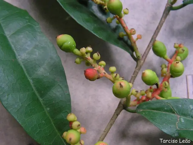 Training and shaping a fig tree: a guide on pruning techniques for a healthy fig production