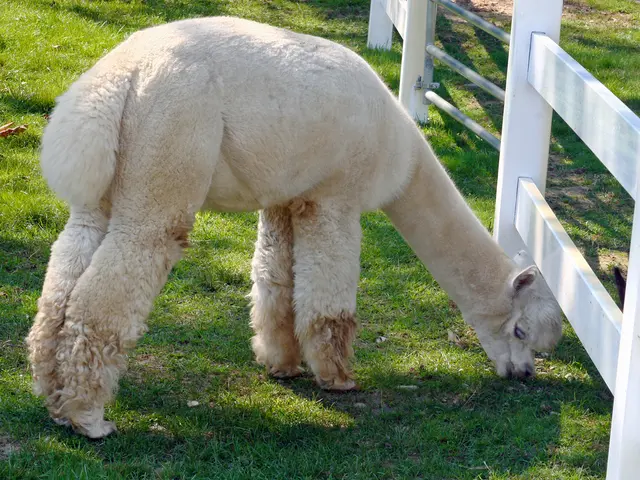 Fence Solutions for Your Plot: A Modern Approach to Establishing Privacy in Your Dacha, Skilled...