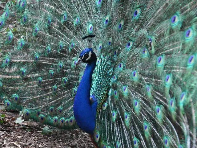 Cultivating Perennial Geraniums in Iowa's Soil