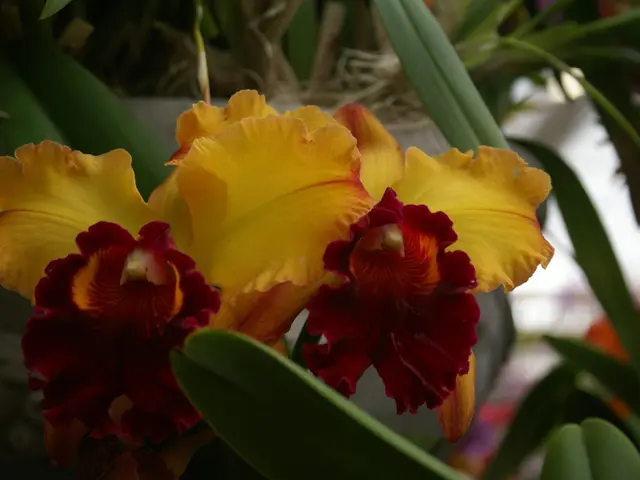 Comprehensive Guide on Money Plant Maintenance: Everything You Need to Know