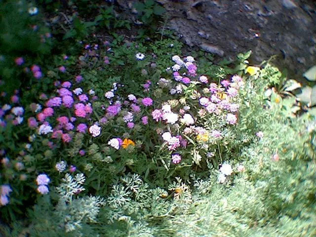 Transform Your Garden Into a Buzzing Habitat for Pollinators with these 6 Native, Bloom-Inducing...