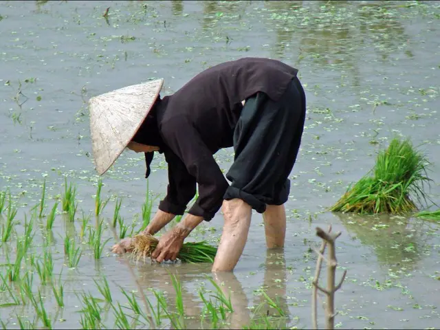 Strategies for Optimal Grass Seed Fertilization: Necessary Insights for a Vibrant Yard