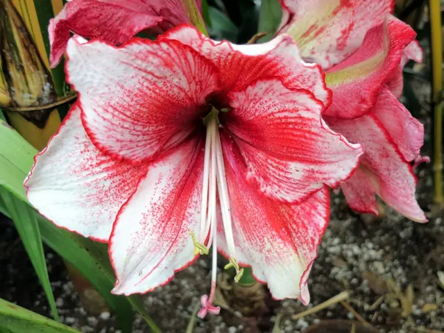 Thriving Vegetation in Impoverished Soil: Discover the 8 Plants That Thrive Regardless of Location!