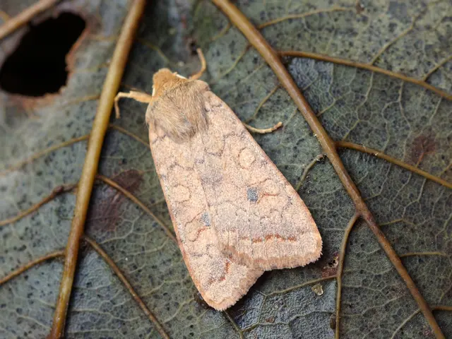 Neem Oil as Aphid Killer: Efficient Strategies for Managing Garden Pests