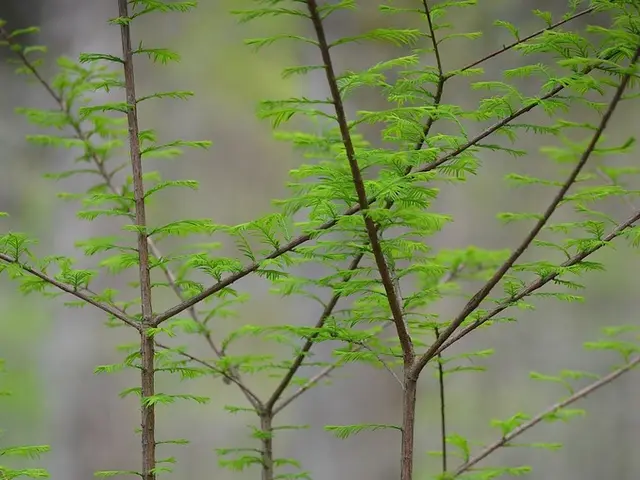 Techniques for Nurturing Cilantro Plants