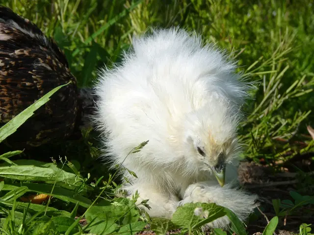 Thorough Review of the Cuckoo Maran Chicken Variety: Comprehensive Insight into the Breed