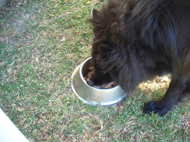 Russia's Hostility Toward kindness and the Worldwide Incoherence of Animal Welfare Regulations