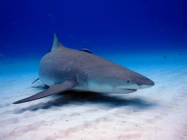 Majestic dolphin caught in Hyères Harbor's perilous circumstances: Investigating why these...