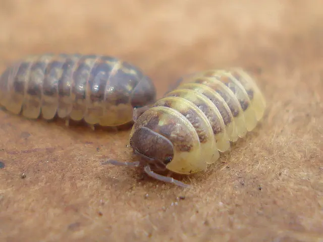 Overwintering Habitats of Insects: A Closer Look