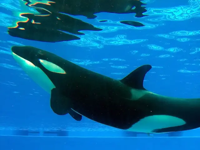 Whales potential for legal representation in court, encompassing their unique perspectives and...