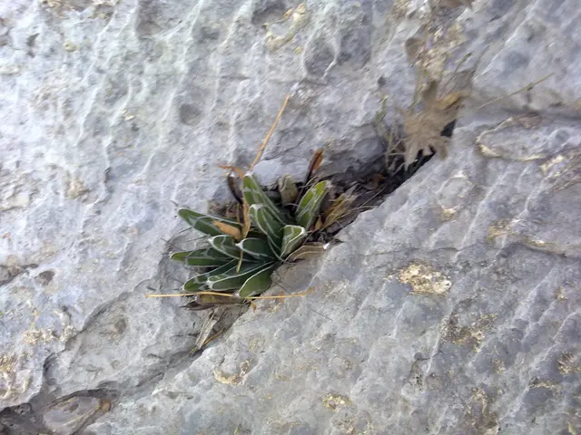 Enriched Soil with Phosphorus: Amplifying Plant Growth