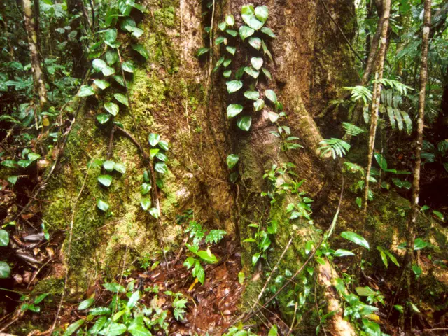 Easy Method for Propagating Sage: A Steps to Grow More Herbs at No Cost, Expert-like