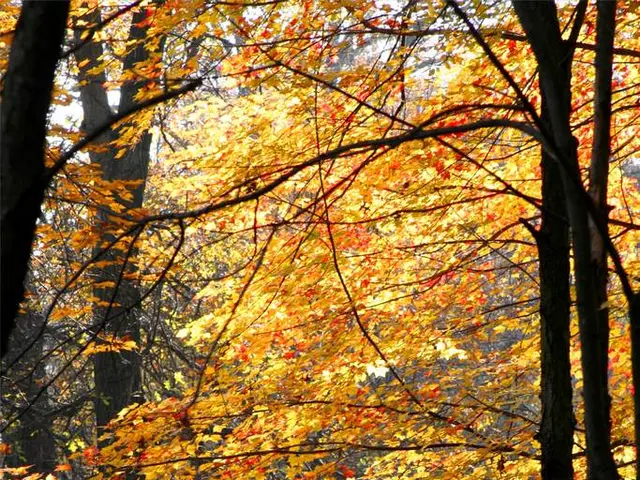 Tight on space? There might be room for a tree yet - explore the top picks for compact gardens