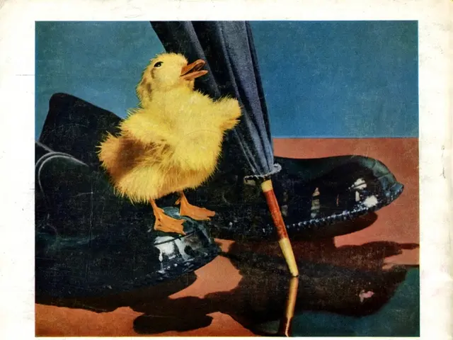 City's rainfall prompts me to utilize library-lent umbrellas.