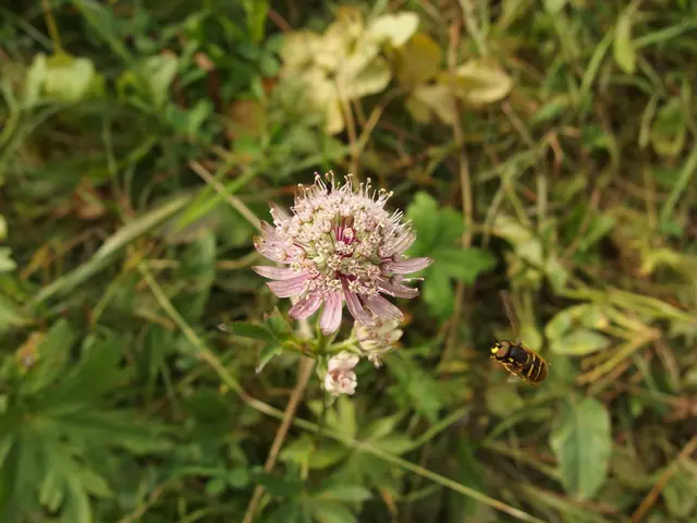 Summer Garden Pest Management Through Organic Methods