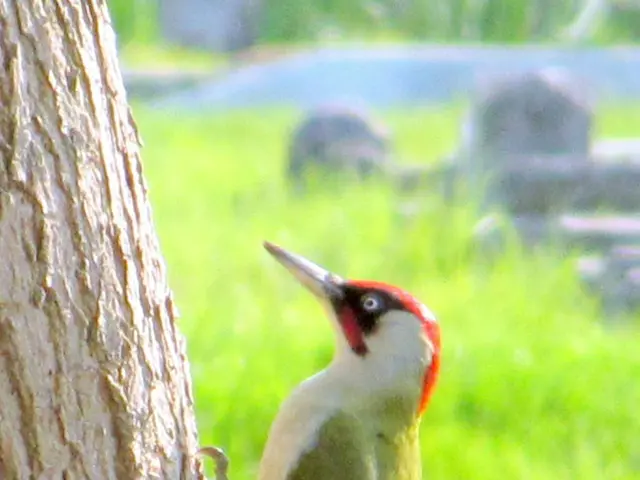 The melodic clattering you perceive? It's indeed the symphony of Spring unfolding