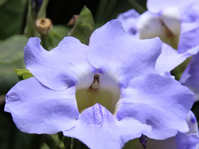 Top 10 Perennials Thriving After Autumn Sowing