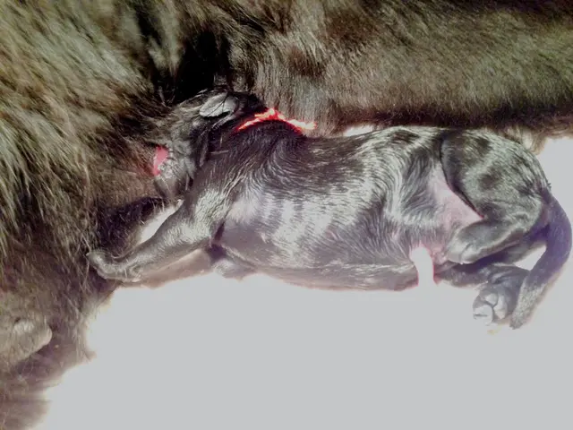 "A List of 21 Species That Should Not Be Released into the Wild Under Any Circumstances"