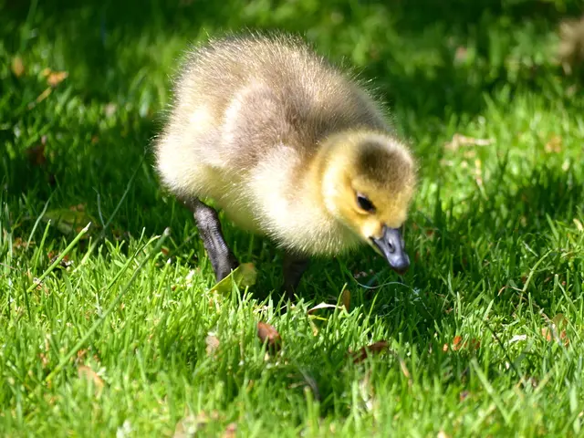 Compact Farm Creatures: 17 Animals Perfect for Limited Spaces